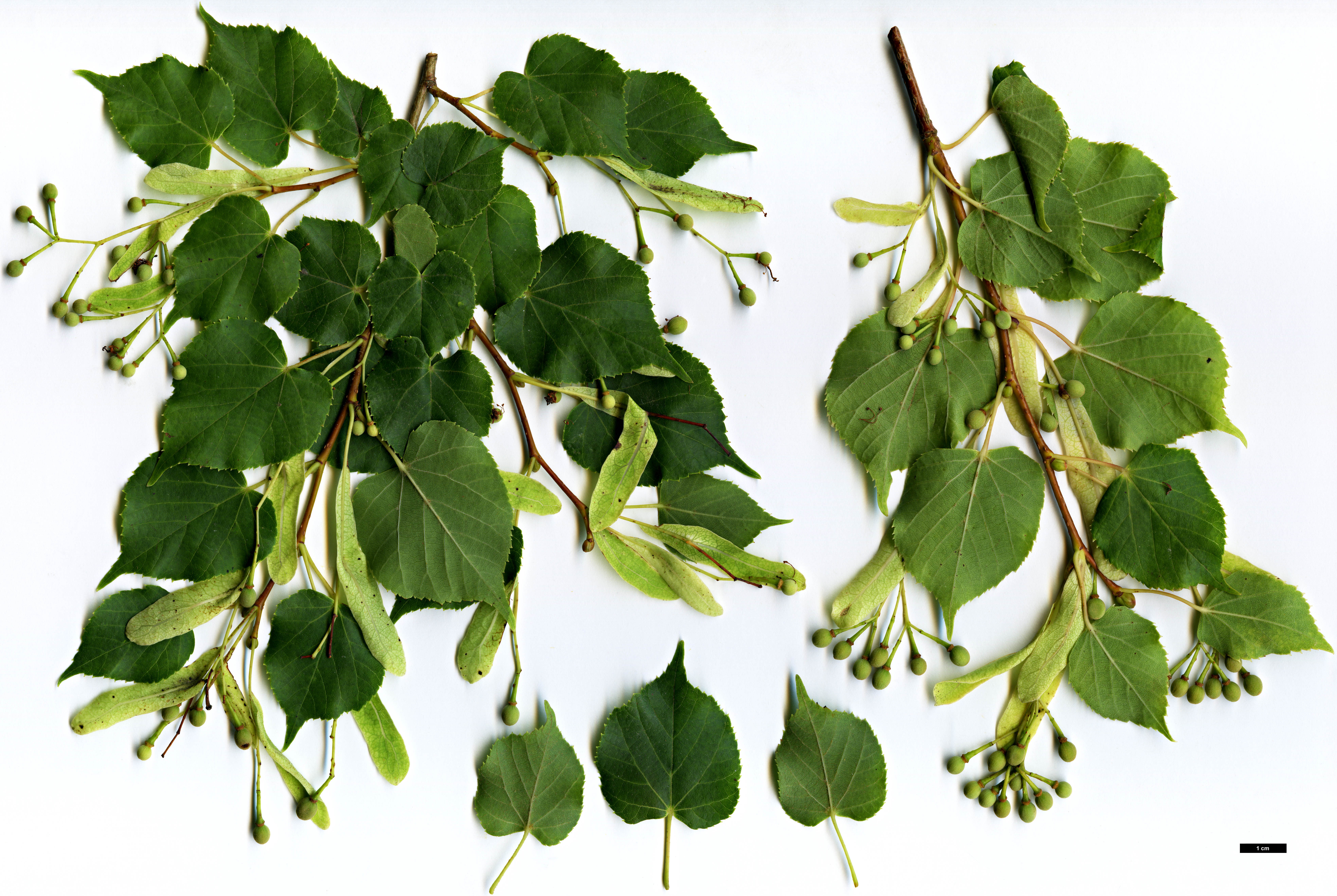 High resolution image: Family: Malvaceae - Genus: Tilia - Taxon: japonica - SpeciesSub: 'Westonbirt Dainty'